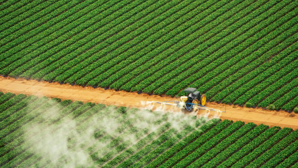 Best Wasp Removal Services  in Rio Pinar, FL