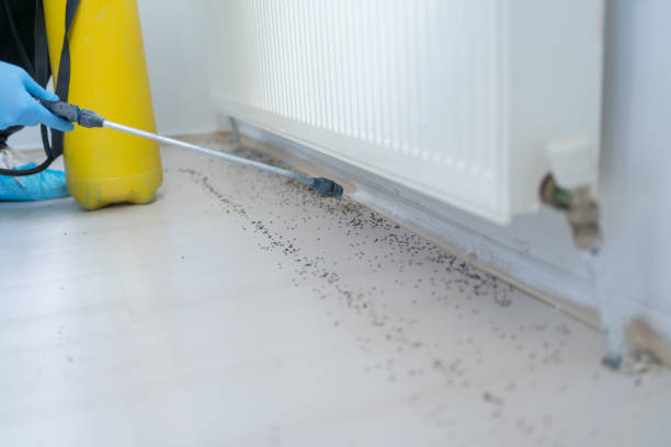 Best Pest Inspection Near Me  in Rio Pinar, FL